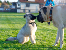 Meeting new friends