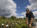 Bob Osborne pruning