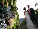 Vineyard Wedding.jpg