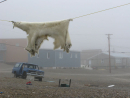 polar-bear-pelt.jpg