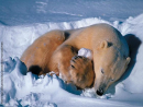 Polar Bear playing with ice.jpg