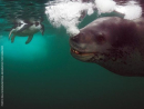 Leopard seal.jpg