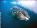 Bowhead whale.jpg