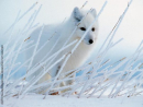 Arctic Fox in the Grass.jpg