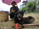 dog-for-food-vietnam.jpg