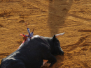 bullfighting-spain.jpg