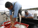 Hecla Island fish